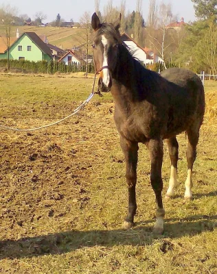 Hřebeček ČT