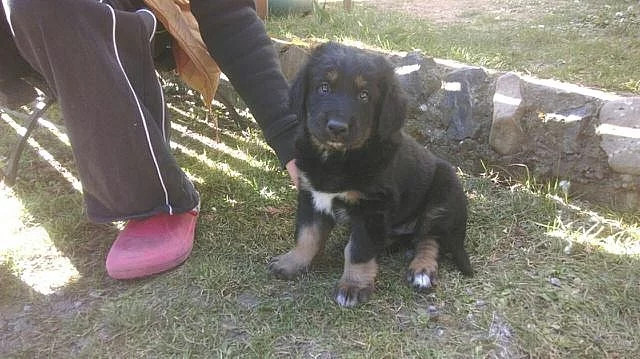 Poslední kříženec Hovawarta hledá nového pánička.