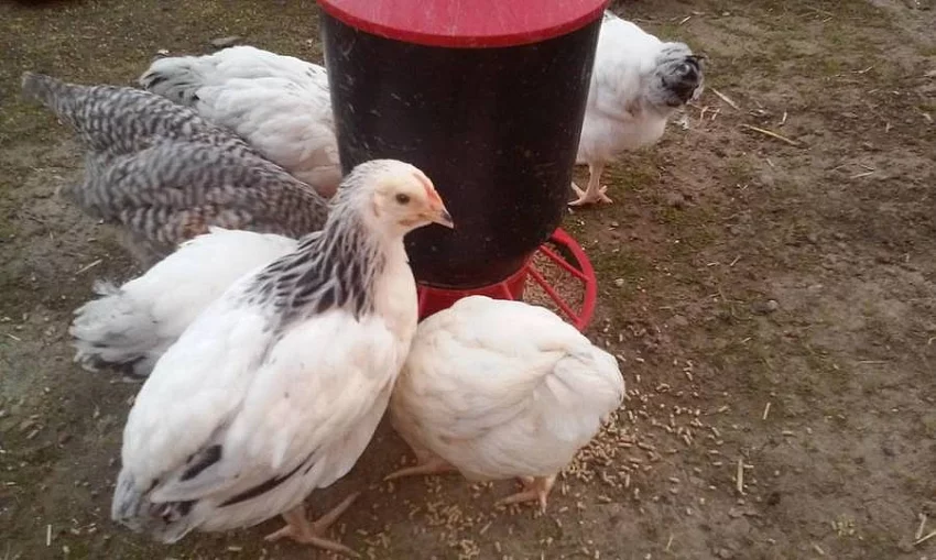 Prodám kuřata - 7 týdnů