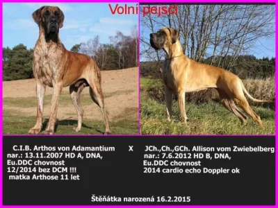 Německá doga žlutá, žíhaná s PP