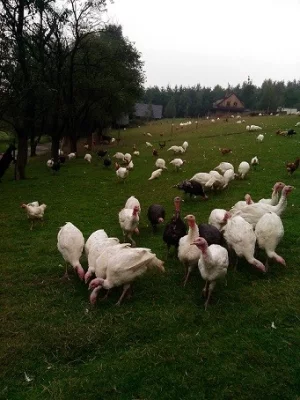 Fojtství Gručovice