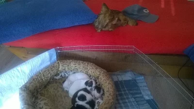 Štěňátka čivava dlouhosrstá 2 fenky k zamluvení..