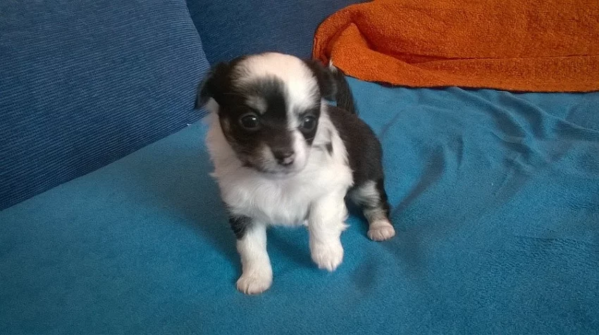 Štěňátka čivava dlouhosrstá 2 fenky k zamluvení..