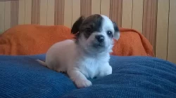 Štěňátka čivava dlouhosrstá 2 fenky k zamluvení..