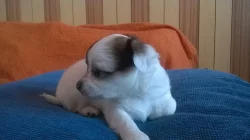 Štěňátka čivava dlouhosrstá 2 fenky k zamluvení..
