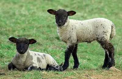 jednu ovečku a dvě jehnata