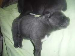 nádherná štěňata cane corso