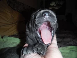nádherná štěňata cane corso
