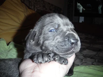 nádherná štěňata cane corso
