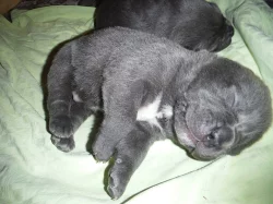 nádherná štěňata cane corso