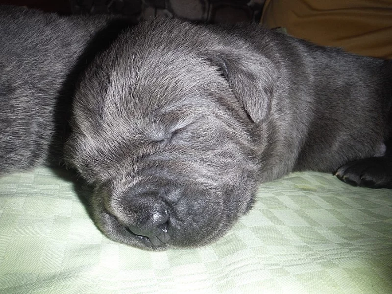 nádherná štěňata cane corso