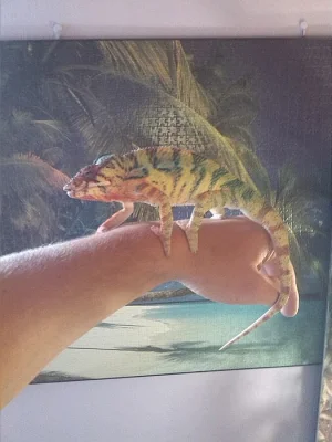 chameleon pardálí