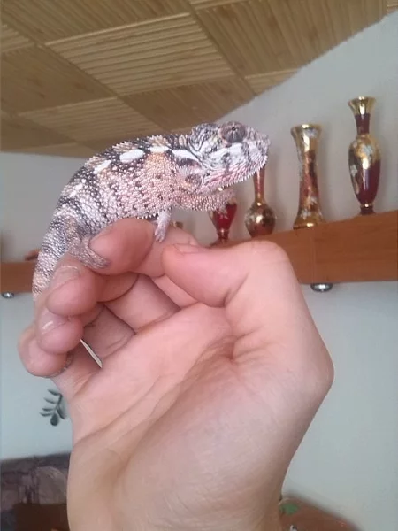 chameleon pardálí