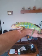 chameleon pardálí
