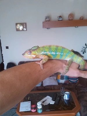 chameleon pardálí