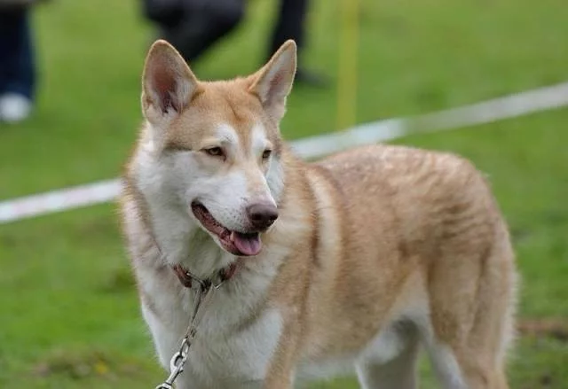 Zadáme štěňata Saarloosova vlčáka