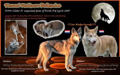 Zadáme štěňata Saarloosova vlčáka