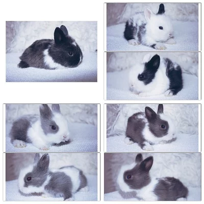 REZERVACE Teddy králíčků