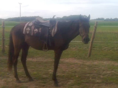 4 letý vavach A 1/1