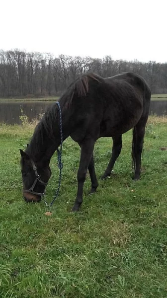 4 letý vavach A 1/1