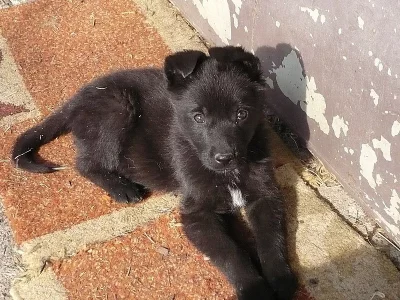 Německý ovčák, celočerná štěňata s PP