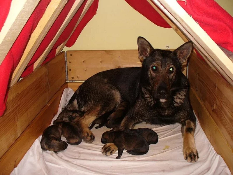 Prodám štěňátka