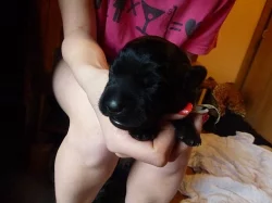 Labradorský retriever výstavní pejsci