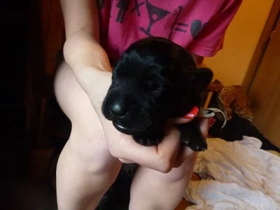 Labradorský retriever výstavní pejsci