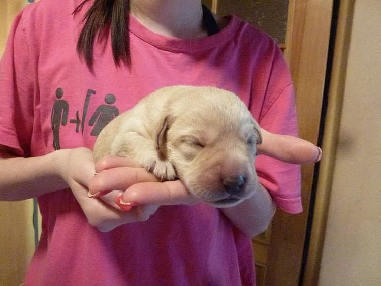 Labradorský retriever výstavní pejsci