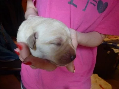 Labradorský retriever výstavní pejsci