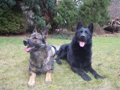 Německý ovčák - štěňata s PP