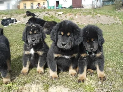 TIBETSKÁ DOGA S PP