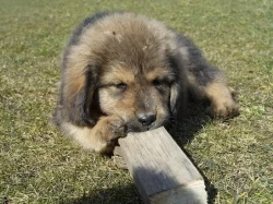 TIBETSKÁ DOGA S PP