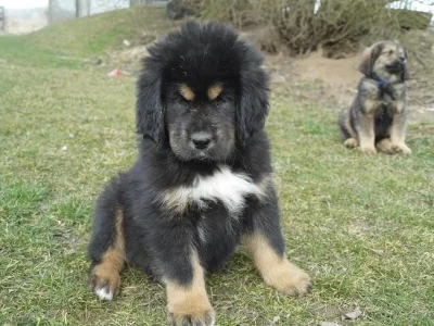 TIBETSKÁ DOGA S PP