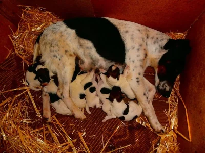 Hladkosrstý foxterier-stanice ZE STRÁŽNICKÝCH LUK