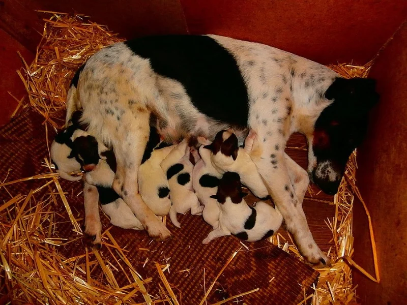Hladkosrstý foxterier-stanice ZE STRÁŽNICKÝCH LUK