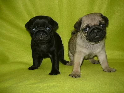 Mops štěňátka bez PP