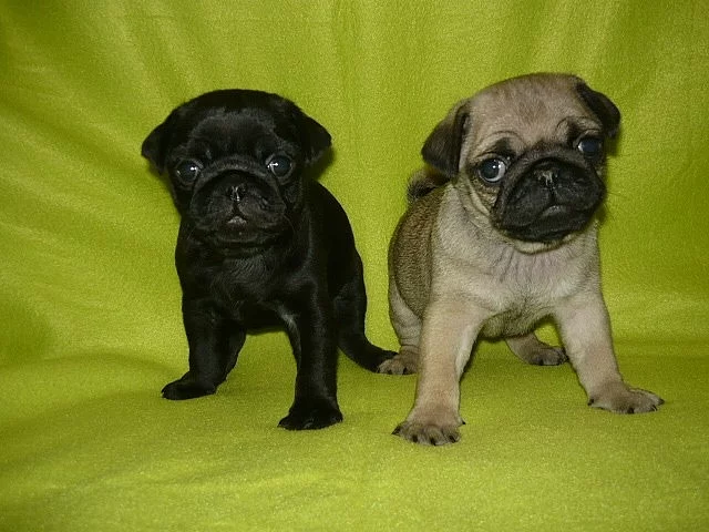 Mops štěňátka bez PP