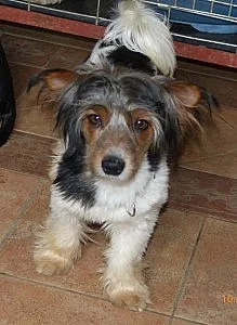 Mladí čínští chocholatí psi hledají domovy