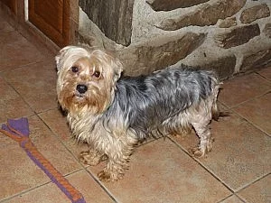 Fenka jorkšíra Jůlinka do dobrých rukou