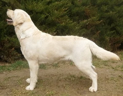 Žlutá štěňátka labradorského retrivra s PP