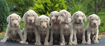 Štěňata s PP výmarský ohař krátkosrtstý z exkluzivního spoj.