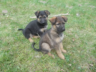 Německý ovčák-štěňata