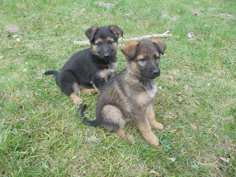 Německý ovčák-štěňata