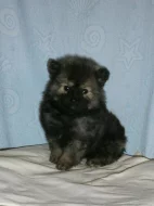 Německý špic s PP