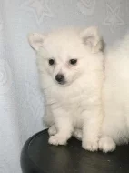 Německý špic s PP