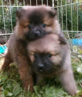 Německý špic s PP