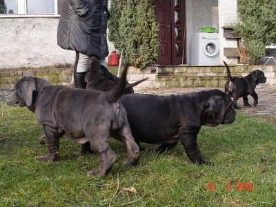 Neapolský mastin