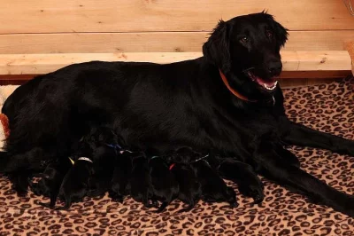 Flat Coated Retriever - štěňátka s PP