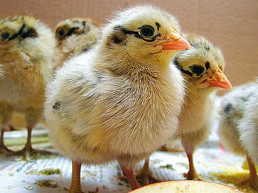 krmná směs pro kačatabroilery